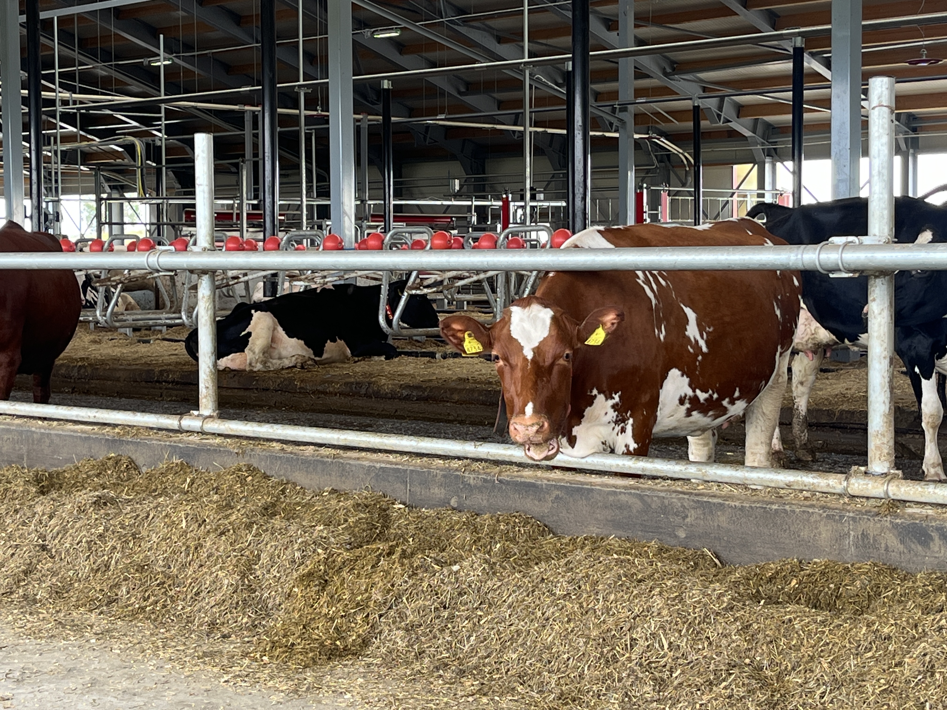 Systemlösning hos Västervad Mjölk