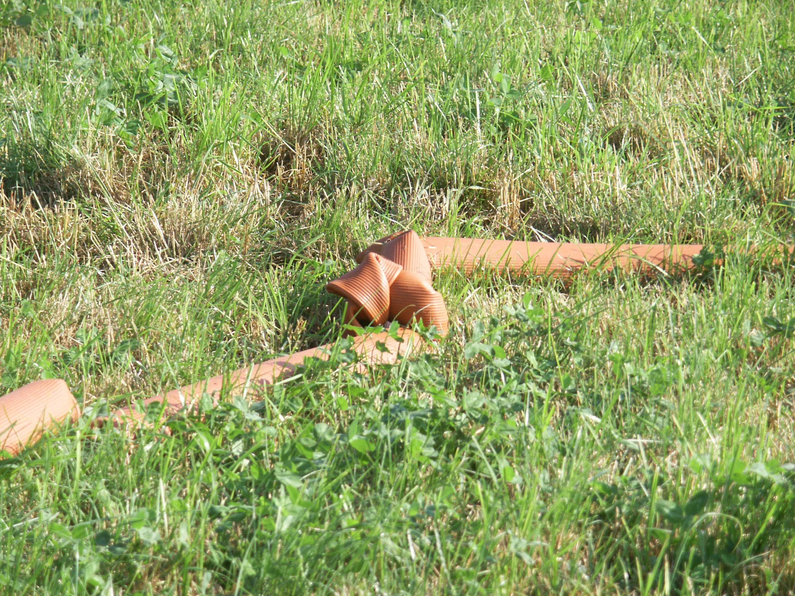 Slang som vridit sig